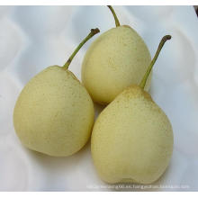 Chino fresco (ISO, HACCP, GLOBALGAP) Ya Pear
